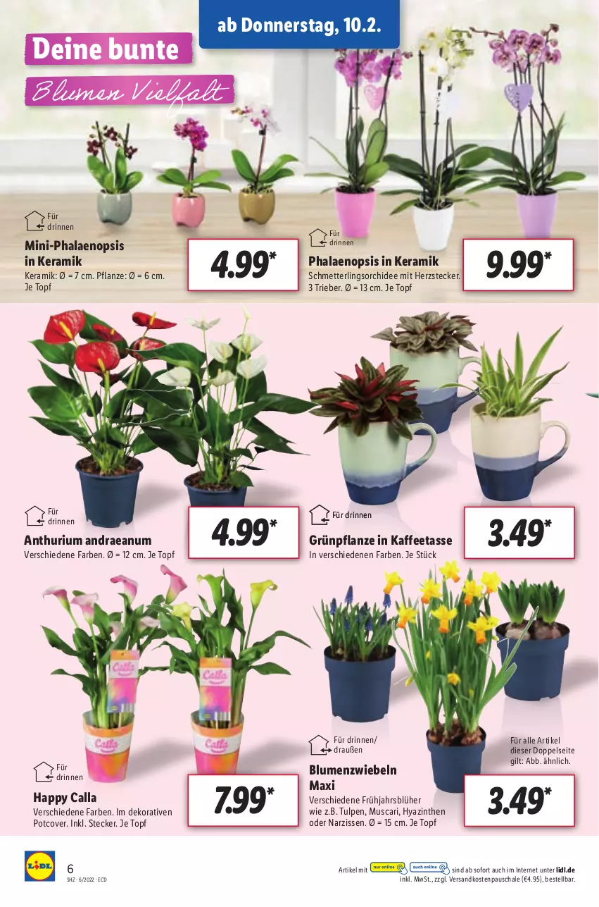 Aktueller Prospekt Lidl - Aktionsprospekt - von 07.02 bis 12.02.2022 - strona 6 - produkty: blume, blumen, kaffee, Mett, Narzissen, ndk, orchidee, pflanze, phalaenopsis, Schal, Schale, Schmetterling, schmetterlingsorchidee, tasse, Ti, topf, zwiebel, zwiebeln