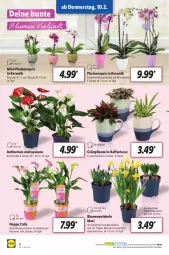 Gazetka promocyjna Lidl - Aktionsprospekt - Gazetka - ważna od 12.02 do 12.02.2022 - strona 6 - produkty: blume, blumen, kaffee, Mett, Narzissen, ndk, orchidee, pflanze, phalaenopsis, Schal, Schale, Schmetterling, schmetterlingsorchidee, tasse, Ti, topf, zwiebel, zwiebeln