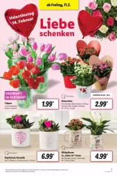 Gazetka promocyjna Lidl - Aktionsprospekt - Gazetka - ważna od 12.02 do 12.02.2022 - strona 7 - produkty: angebot, auer, Blüte, eis, HP, Kalanchoe, kulturtopf, pflanze, pflanzen, reis, tasse, Ti, topf, ZTE