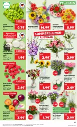 Gazetka promocyjna Kaufland - Prospekt - Gazetka - ważna od 21.08 do 21.08.2024 - strona 15 - produkty: Abba, Alpenveilchen, angebot, angebote, aust, Bau, beere, beeren, bio, blume, blumen, champignon, champignons, eis, erde, früchte, Garten, Gartenpflanze, Germ, Gladiolen, himbeer, himbeere, himbeeren, hortensie, HP, Kalanchoe, kopfsalat, pflanze, pflanzen, pflaume, pflaumen, Rauch, reis, Ria, salat, sonnenblume, sonnenblumen, Ti, topf, Topfen, übertopf, Vase, ZTE