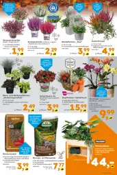 Gazetka promocyjna  - Gazetka - ważna od 19.09 do 19.09.2026 - strona 5 - produkty: beere, beeren, blume, blumen, Blüte, erde, Garten, Holz, korb, Kraut, LG, orchidee, phalaenopsis, Rauch, Ria, rind, rindenmulch, sac, SANTE, Tasche, Ti, topf, ZTE
