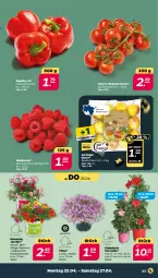 Gazetka promocyjna Netto - Woche 17 - Gazetka - ważna od 27.04 do 27.04.2024 - strona 3 - produkty: beere, beeren, calibrachoa, dip, dipladenia, eis, himbeer, himbeere, himbeeren, paprika, paprika rot, petunie, petunien, reis, rispentomaten, sac, Ti, tomate, tomaten