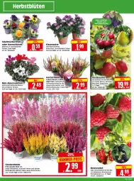 Gazetka promocyjna Edeka - Angebote der Woche - Gazetka - ważna od 07.10 do 07.10.2023 - strona 34 - produkty: Alpenveilchen, auer, beere, beeren, Birnen, Blüte, brombeere, brombeeren, eis, himbeer, himbeere, himbeeren, kirsch, kirsche, kirschen, kissen, obst, pflaume, pflaumen, Stachelbeeren, Ti, topf