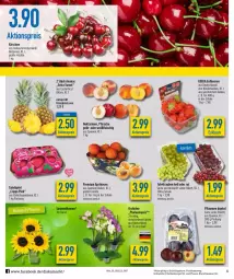 Gazetka promocyjna Diska - Prospekte - Gazetka - ważna od 25.06 do 25.06.2022 - strona 6 - produkty: aktionspreis, ananas, aprikose, aprikosen, Bau, beere, beeren, blume, blumen, burger, deka, eis, erdbeere, erdbeeren, fisch, fleisch, früchte, kirsch, kirsche, kirschen, LG, Nektar, nektarinen, orchidee, pfirsich, pfirsiche, pflaume, pflaumen, phalaenopsis, reis, Schal, Schale, sonnenblume, sonnenblumen, tafeläpfel, tafeltrauben, Ti, topf, trauben, ZTE