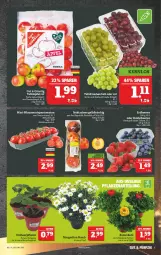 Gazetka promocyjna Marktkauf - Prospekt - Gazetka - ważna od 10.04 do 10.04.2021 - strona 11 - produkty: Abtei, eis, fleisch, Nektar, nektarinen, pflanze, pflanzen, pflaume, pflaumen, rel, rispentomaten, Schal, Schale, tafeläpfel, tee, Ti, tomate, tomaten