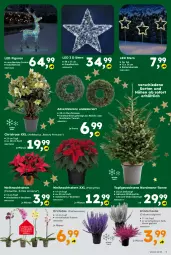 Gazetka promocyjna  - Gazetka - ważna od 22.11 do 22.11.2025 - strona 5 - produkty: Adventskranz, batterie, Blüte, elle, Kranz, LG, messer, orchidee, phalaenopsis, tee, Ti, topf, übertopf, Weihnachtsstern