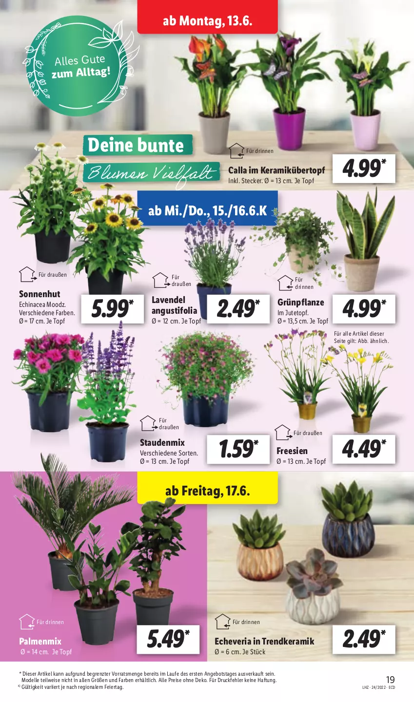 Aktueller Prospekt Lidl - Aktionsprospekt - von 13.06 bis 18.06.2022 - strona 19 - produkty: angebot, dell, Echinacea, eier, eis, elle, lavendel, Mode, ndk, pflanze, reis, Ria, stauden, Ti, topf, übertopf, ZTE