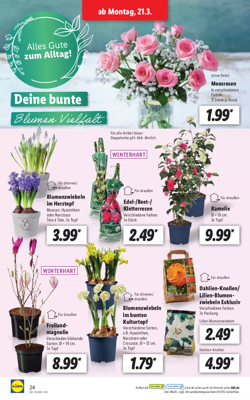 Aktueller Prospekt Lidl - Aktionsprospekt - von 21.03 bis 26.03.2022 - strona 24 - produkty: blume, blumen, dahlie, kulturtopf, Narzissen, ndk, rosen, Schal, Schale, Ti, topf, zwiebel, zwiebeln