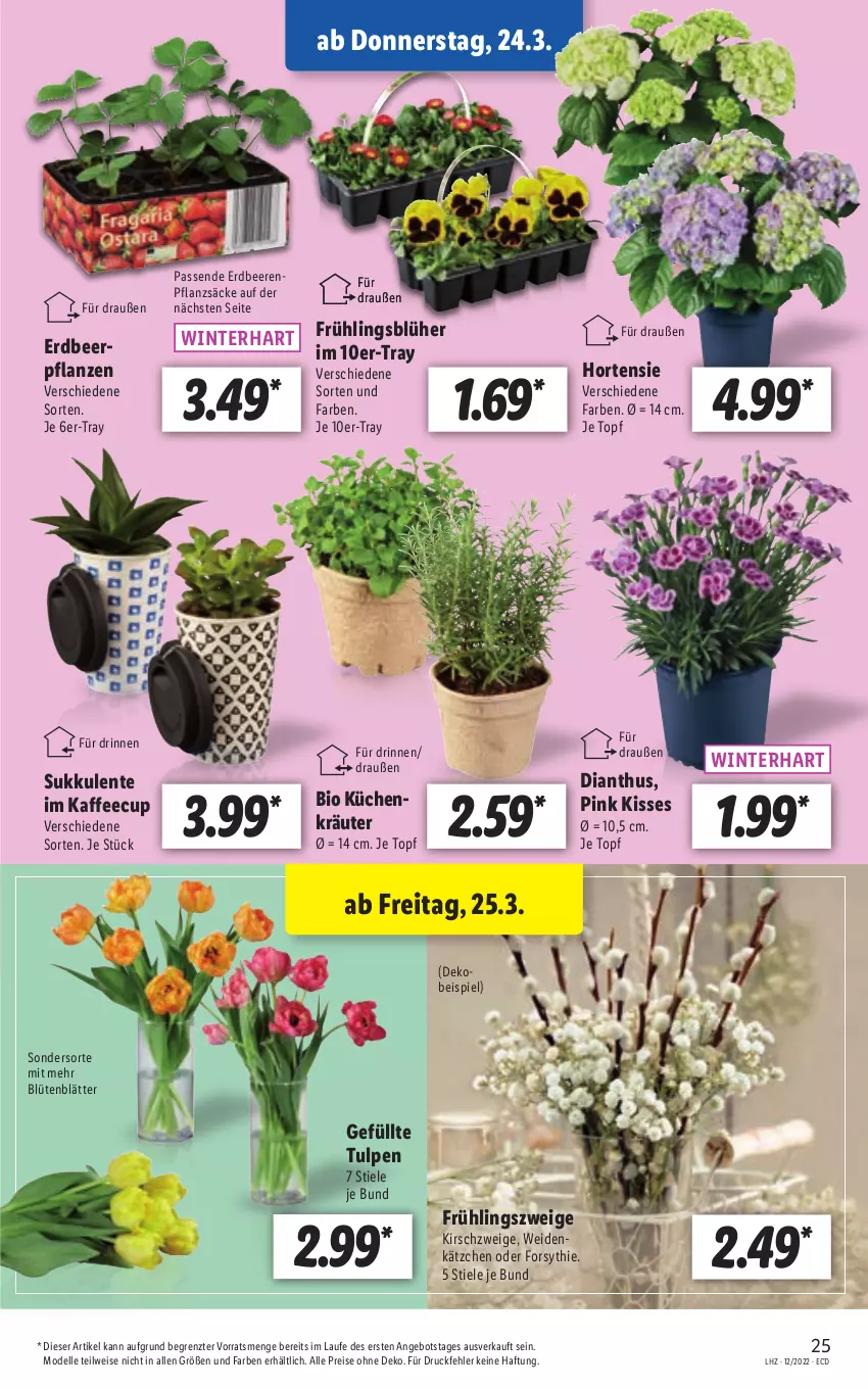 Aktueller Prospekt Lidl - Aktionsprospekt - von 21.03 bis 26.03.2022 - strona 25 - produkty: angebot, beere, beeren, bio, Blüte, dell, eis, elle, ente, erdbeere, erdbeeren, Erdbeerpflanze, gefu, hortensie, kaffee, Kätzchen, kirsch, kräuter, Mode, pflanze, pflanzen, reis, Sukkulente, Ti, topf, ZTE