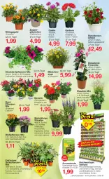 Gazetka promocyjna Jawoll - Prospekte - Gazetka - ważna od 03.06 do 03.06.2023 - strona 7 - produkty: Bau, beetpflanzen, calibrachoa, dahlie, dip, erde, geranie, Gerber, Grünpflanzen, Heu, HP, Kalanchoe, oreo, Pachira, Pelargonium, pflanze, pflanzen, rel, Ria, sac, Spezi, stauden, Ti, topf, zauberglöckchen