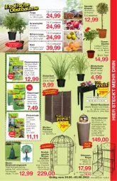 Gazetka promocyjna Jawoll - Prospekte - Gazetka - ważna od 03.06 do 03.06.2023 - strona 9 - produkty: apfel, Bau, berliner, blume, blumen, brunnen, Container, edelstahl, eis, elle, Ficus, Garten, grana, granatapfel, HP, Kaki, kräuter, Kugel, leds, LG, orange, Paravent, pavillon, pflanze, pflanzen, punica, Rana, rasen, rasensamen, Rauch, regal, rind, rosen, sac, spiegel, Sport, Ti, topf, WICK