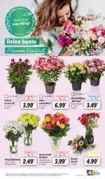 Gazetka promocyjna Lidl - Aktionsprospekt - Gazetka - ważna od 12.08 do 12.08.2023 - strona 29 - produkty: angebot, chrysanthemen, eis, elle, pflanze, pflanzen, reis, rosen, Rosenstrauß, Ti, topf, ZTE