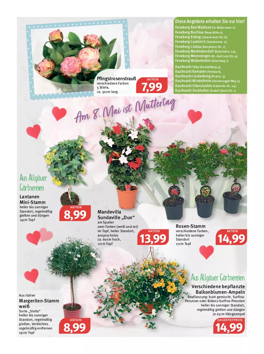 Aktueller Prospekt Feneberg - Prospekte - von 05.05 bis 07.05.2022 - strona 9 - produkty: angebot, angebote, auer, Bad, ball, blume, blumen, buch, chloe, dauertiefpreis, Diesel, Egger, eis, elle, emmi, Hängeampel, LG, Ofen, petunie, petunien, Pfingstrosen, reis, rosen, Rosenstrauß, Surf, Ti, tiefpreis, topf, ZTE