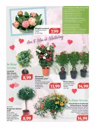 Gazetka promocyjna Feneberg - Prospekte - Gazetka - ważna od 07.05 do 07.05.2022 - strona 9 - produkty: angebot, angebote, auer, Bad, ball, blume, blumen, buch, chloe, dauertiefpreis, Diesel, Egger, eis, elle, emmi, Hängeampel, LG, Ofen, petunie, petunien, Pfingstrosen, reis, rosen, Rosenstrauß, Surf, Ti, tiefpreis, topf, ZTE