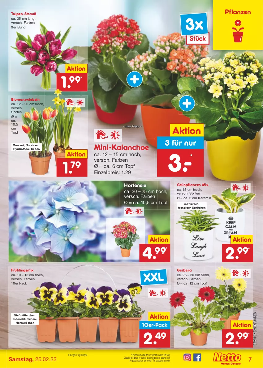 Aktueller Prospekt Netto Marken-Discount - Filial-Angebote - von 20.02 bis 25.02.2023 - strona 7 - produkty: angebot, bestpreis, blume, blumen, eis, Gerber, Grünpflanzen, hortensie, Kalanchoe, Narzissen, pflanze, pflanzen, reis, Ti, topf, ZTE, zwiebel, zwiebeln