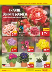 Gazetka promocyjna Netto Marken-Discount - Filial-Angebote - Gazetka - ważna od 25.02 do 25.02.2023 - strona 37 - produkty: angebot, bestpreis, blume, blumen, eis, ente, Narzissen, reis, rosen, Sukkulente, Ti, topf, ZTE