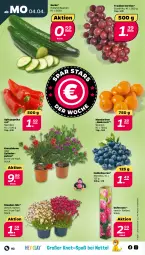 Gazetka promocyjna Netto - Angebote ab Montag - Gazetka - ważna od 09.04 do 09.04.2022 - strona 2 - produkty: beere, beeren, blume, gurke, heidelbeere, heidelbeeren, mandarine, mandarinen, paprika, paprika rot, rosen, Spitzpaprika, stauden, Ti, topf, trauben