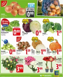 Gazetka promocyjna Edeka - Prospekte - Gazetka - ważna od 08.11 do 08.11.2025 - strona 3 - produkty: bio, braun, brokkoli, champignon, champignons, deka, eis, elle, Kraut, Kürbis, ritter, Romanasalat, rosen, Rosenkohl, salat, Schal, Schale, Ti, topf