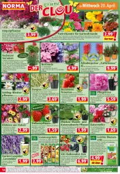 Gazetka promocyjna Norma - Norma - Gazetka - ważna od 26.04 do 26.04.2022 - strona 14 - produkty: ananas, ball, balsam, Bebe, beere, bio, blume, blumen, blumenerde, Blüte, brombeere, buch, Calendula, cin, cocktail, dip, dipladenia, eier, eis, elle, ente, erdbeere, Erdbeerpflanze, erde, fleisch, früchte, Garten, geranie, geranien, gin, haselnuss, heidelbeere, himbeer, himbeere, hortensie, Kaiser, Kraut, kulturtopf, lavendel, lebensmittel, Lobelie, natur, nuss, obst, Pelargonium, petunie, petunien, pflanze, pflanzen, pril, Rauch, reis, Ria, ring, rosen, salat, senf, Ti, Tiere, tomate, tomaten, topf, tuc, übertopf, walnuss, wasser, ZTE