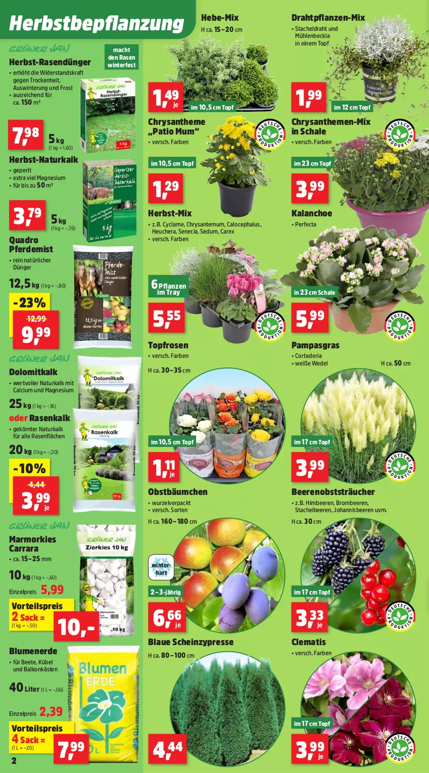 Aktueller Prospekt Thomas Philipps - von 29.09 bis 04.10.2025 - strona 2 - produkty: beere, beeren, blume, blumen, blumenerde, brombeere, brombeeren, Calcium, chrysanthemen, Draht, dünger, eis, erde, heinz, Heu, himbeer, himbeere, himbeeren, johannisbeere, Johannisbeeren, Kalanchoe, kraft, mac, magnesium, natur, obst, pflanze, pflanzen, quad, Quadro, rasen, rasendünger, reis, Ria, rosen, sac, SANTE, Schal, Schale, senf, Stachelbeeren, Ti, topf, vorteilspreis, wedel