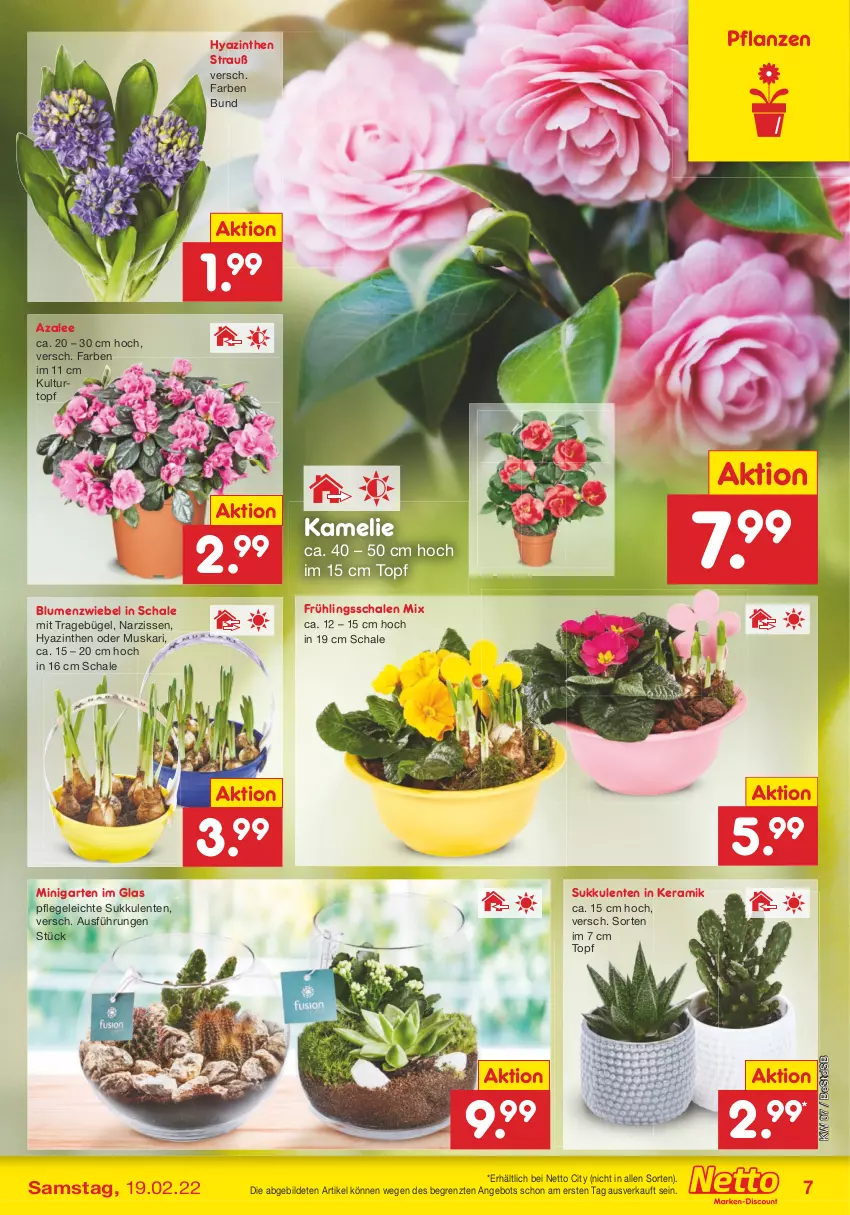 Aktueller Prospekt Netto Marken-Discount - Filial-Angebote - von 14.02 bis 19.02.2022 - strona 7 - produkty: angebot, blume, blumen, bügel, ente, Garten, kulturtopf, Narzissen, pflanze, pflanzen, Schal, Schale, Sukkulente, Ti, topf, ZTE, zwiebel