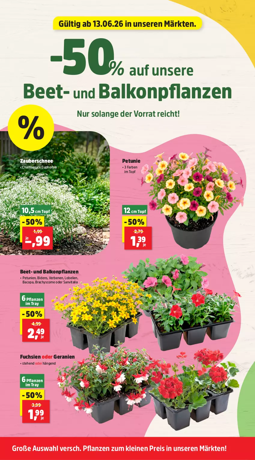 Aktueller Prospekt Thomas Philipps - von 15.06 bis 20.06.2026 - strona 4 - produkty: balkonpflanzen, eis, geranie, geranien, hama, leine, Lobelie, petunie, petunien, pflanze, pflanzen, reis, Ti, topf, vita