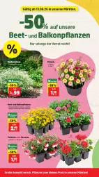 Gazetka promocyjna Thomas Philipps - Gazetka - ważna od 20.06 do 20.06.2026 - strona 4 - produkty: balkonpflanzen, eis, geranie, geranien, hama, leine, Lobelie, petunie, petunien, pflanze, pflanzen, reis, Ti, topf, vita