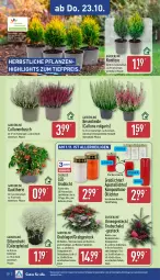Gazetka promocyjna Aldi Nord - Von Montag - Gazetka - ważna od 25.10 do 25.10.2025 - strona 30 - produkty: auer, batterie, batterien, Blüte, Brei, dell, Draht, eis, elle, gin, Grabschale, Holz, kerze, Konifere, kulturtopf, lack, Lacke, LED-Kerze, LG, pflanze, pflanzen, reis, Ria, Schal, Schale, Steckschaum, Ti, tiefpreis, topf, ZTE