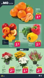 Gazetka promocyjna Netto - Woche 39 - Gazetka - ważna od 28.09 do 28.09.2024 - strona 2 - produkty: chrysanthemen, Kalanchoe, mandarine, mandarinen, Nektar, nektarinen, paprika, Spezi