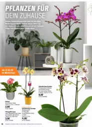 Gazetka promocyjna Obi - Prospekte - Gazetka - ważna od 25.05 do 25.05.2024 - strona 18 - produkty: Blüte, Gerber, leine, Mett, orchidee, phalaenopsis, Schmetterling, Ti, topf, übertopf, Zement, ZTE