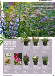 Gazetka promocyjna Obi - Prospekte - Gazetka - ważna od 25.05 do 25.05.2024 - strona 9 - produkty: ente, magazin, Mett, pflanze, pflanzen, Schmetterling, ZTE