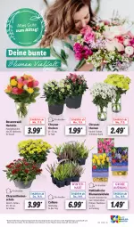 Gazetka promocyjna Lidl - Aktionsprospekt - Gazetka - ważna od 16.09 do 16.09.2023 - strona 57 - produkty: angebot, blume, blumen, chrysanthemen, eis, Narzissen, pflanze, pflanzen, reis, rosen, Rosenstrauß, Schal, Schale, Ti, topf, ZTE, zwiebel, zwiebeln