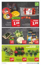 Gazetka promocyjna Marktkauf - Prospekt - Gazetka - ważna od 22.01 do 22.01.2022 - strona 11 - produkty: ackergold, avocado, blume, blumen, blumenkohl, deka, eis, elle, gurke, gurken, mango, pflaume, pflaumen, Schal, Schale, Ti, tomate, tomaten