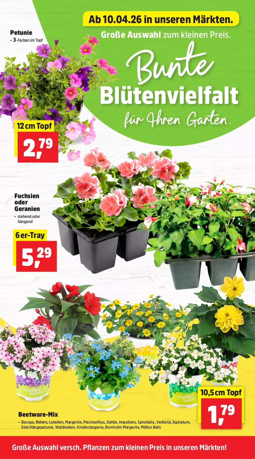 Aktueller Prospekt Thomas Philipps - von 13.04 bis 18.04.2026 - strona 6 - produkty: Begonie, Blüte, dahlie, eis, Garten, geranie, geranien, leine, lion, Lobelie, petunie, pflanze, pflanzen, reis, Ti, topf, vita