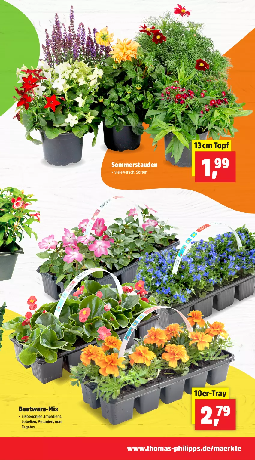 Aktueller Prospekt Thomas Philipps - von 13.04 bis 18.04.2026 - strona 7 - produkty: Begonie, eis, Lobelie, petunie, petunien, stauden, Ti, topf