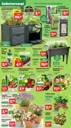 Gazetka promocyjna Thomas Philipps - Gazetka - ważna od 18.04 do 18.04.2026 - strona 4 - produkty: basilikum, Bau, beere, beeren, bio, calibrachoa, decke, Deckel, dünger, ente, Erdbeerpflanze, erde, früchte, Gemüsedünger, gurke, haselnuss, holunder, kräuter, kräutern, küche, Küchen, lavendel, nuss, obst, peperoni, Peroni, petersilie, pflanze, pflanzen, sanddorn, schnittlauch, schnitzel, snack, Stachelbeeren, Ti, topf, und gemüse, wasser, Wild, zauberglöckchen