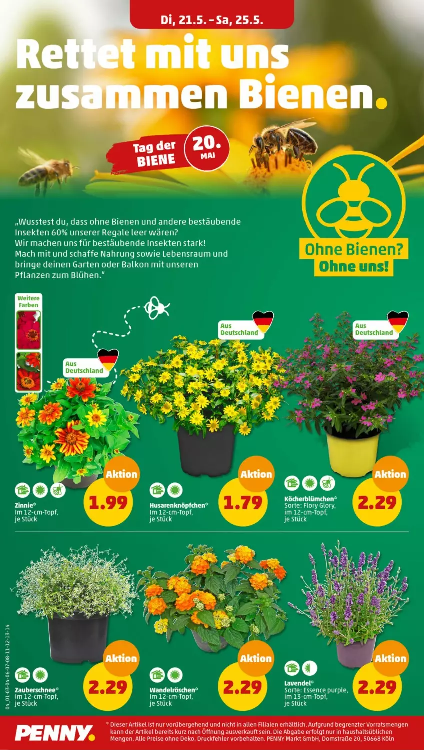 Aktueller Prospekt Penny - Prospekte - von 20.05 bis 25.05.2024 - strona 10 - produkty: eis, Garten, LG, mac, pflanze, pflanzen, regal, reis, ring, sekt, Ti, topf, ZTE