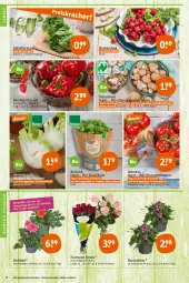 Gazetka promocyjna Tegut - Angebote der Woche - Gazetka - ważna od 17.06 do 17.06.2023 - strona 4 - produkty: angebot, angebote, basilikum, Bau, bio, bio-basilikum, Bio-Paprika, bioland, blume, blumen, braun, champignon, champignons, dahlie, dekoration, fenchel, natur, naturland, paprika, pflanze, pflanzen, radieschen, Rauch, rosen, sac, salat, salatherzen, Schal, Schale, strauchtomaten, Ti, tomate, tomaten, topf