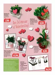 Gazetka promocyjna Feneberg - Prospekte - Gazetka - ważna od 11.02 do 11.02.2023 - strona 14 - produkty: angebot, angebote, Blüte, buch, chloe, dekoration, Diesel, eis, emmi, Kalanchoe, Ofen, orchidee, phalaenopsis, rosen, Schal, Schale, Ti, topf, ZTE