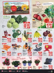 Gazetka promocyjna Edeka - Angebote der Woche - Gazetka - ważna od 12.03 do 12.03.2022 - strona 7 - produkty: ananas, auer, banane, bananen, Bau, Bauer, beere, beeren, deka, driscoll's, eis, elle, früchte, himbeer, himbeere, himbeeren, kohlrabi, LG, mac, mandarine, mandarinen, möhren, orange, orangen, paprika, Primeln, Schal, Schale, Speisezwiebeln, Spitzpaprika, tafeläpfel, tafeltrauben, Ti, topf, trauben, zwiebel, zwiebeln