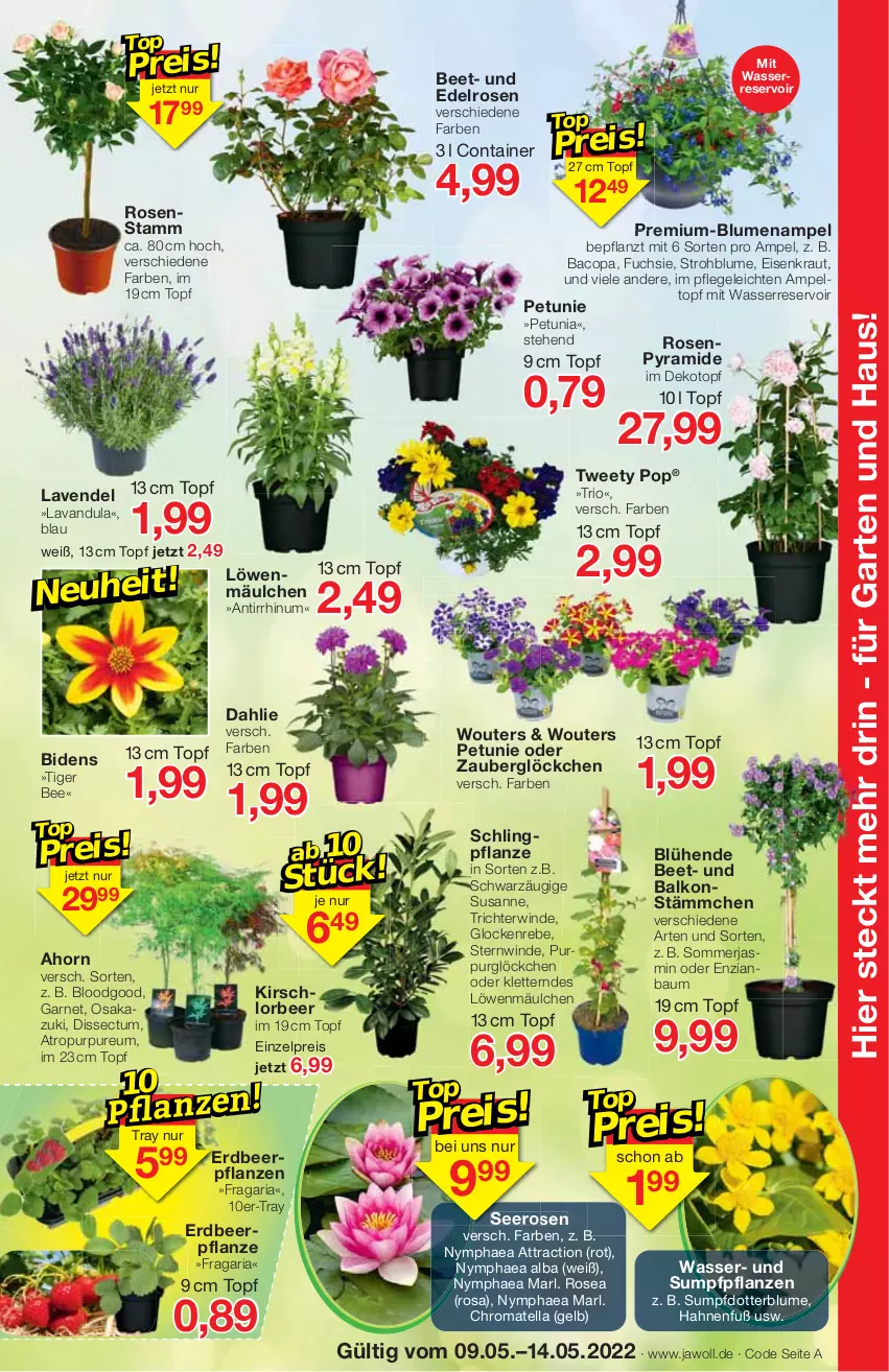 Aktueller Prospekt Jawoll - Prospekte - von 08.05 bis 14.05.2022 - strona 7 - produkty: Bau, blume, blumen, Blumenampel, Container, dahlie, eis, Erdbeerpflanze, Garten, kirsch, Kraut, lavendel, petunie, pflanze, pflanzen, reis, Ria, rosen, Strohblume, Ti, topf, wasser, zauberglöckchen, ZTE