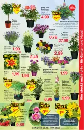 Gazetka promocyjna Jawoll - Prospekte - Gazetka - ważna od 14.05 do 14.05.2022 - strona 7 - produkty: Bau, blume, blumen, Blumenampel, Container, dahlie, eis, Erdbeerpflanze, Garten, kirsch, Kraut, lavendel, petunie, pflanze, pflanzen, reis, Ria, rosen, Strohblume, Ti, topf, wasser, zauberglöckchen, ZTE