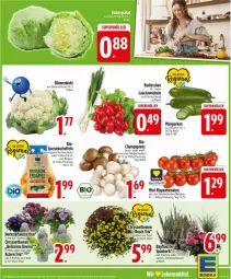 Gazetka promocyjna Edeka - Prospekte - Gazetka - ważna od 06.09 do 06.09.2025 - strona 7 - produkty: bio, blume, blumen, blumenkohl, braun, champignon, champignons, chrysanthemen, eis, gurke, gurken, kartoffel, kartoffeln, korb, Lauchzwiebel, lauchzwiebeln, LG, mini-rispentomaten, pflanze, pflanzen, radieschen, rispentomaten, sim, speisekartoffeln, tomate, tomaten, topf, zwiebel, zwiebeln