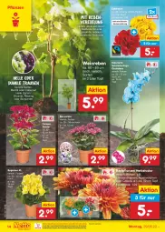 Gazetka promocyjna Netto Marken-Discount - Filial-Angebote - Gazetka - ważna od 03.09 do 03.09.2022 - strona 14 - produkty: Alpenveilchen, beetpflanzen, Begonie, bestpreis, blume, blumen, burgunder, cabernet, chrysanthemen, eis, elle, ente, Holz, merl, merlot, Mett, ndk, orchidee, orchideen, pflanze, pflanzen, reis, riesling, rosen, Schmetterling, schmetterlingsorchidee, silvaner, Ti, topf, trauben, versandkostenfrei, wein