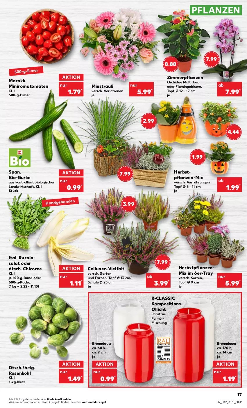 Aktueller Prospekt Kaufland - von 20.10 bis 26.10.2022 - strona 17 - produkty: angebot, angebote, auer, bio, blume, cola, eimer, gurke, LG, orchidee, pflanze, pflanzen, Ria, Romatomaten, rosen, Rosenkohl, rucola, salat, Schal, Schale, Ti, tomate, tomaten, topf, trolli