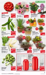 Gazetka promocyjna Kaufland - Gazetka - ważna od 26.10 do 26.10.2022 - strona 17 - produkty: angebot, angebote, auer, bio, blume, cola, eimer, gurke, LG, orchidee, pflanze, pflanzen, Ria, Romatomaten, rosen, Rosenkohl, rucola, salat, Schal, Schale, Ti, tomate, tomaten, topf, trolli