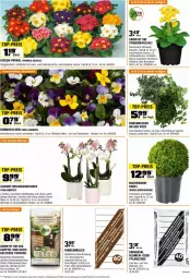 Gazetka promocyjna Obi - Prospekte - Gazetka - ważna od 31.03 do 31.03.2024 - strona 8 - produkty: asus, Bau, bio, blume, Blüte, buch, decke, eis, erde, Garten, kissen, Kraut, Kugel, lack, Mett, orchidee, pflanze, pflanzen, phalaenopsis, Rauch, reis, rind, rindenmulch, Schmetterling, schmetterlingsorchidee, stauden, Ti, top-preis, topf, übertopf, usb, Yo, ZTE