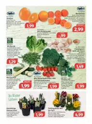 Gazetka promocyjna Feneberg - Prospekte - Gazetka - ważna od 12.03 do 12.03.2022 - strona 7 - produkty: Bau, bio, bio-zucchini, braun, broccoli, champignon, champignons, cocktail, cola, eis, elle, ente, fleisch, frucht, fruchtfleisch, Geflügel, grill, ilag, latte, LG, mac, mandarine, mandarinen, Narzissen, nuss, orange, orangen, reis, Romanasalat, rucola, rwe, saft, salat, salate, Schal, Schale, suppe, suppen, Ti, tisch, tomate, tomaten, topf, vorspeise, zucchini, zucker