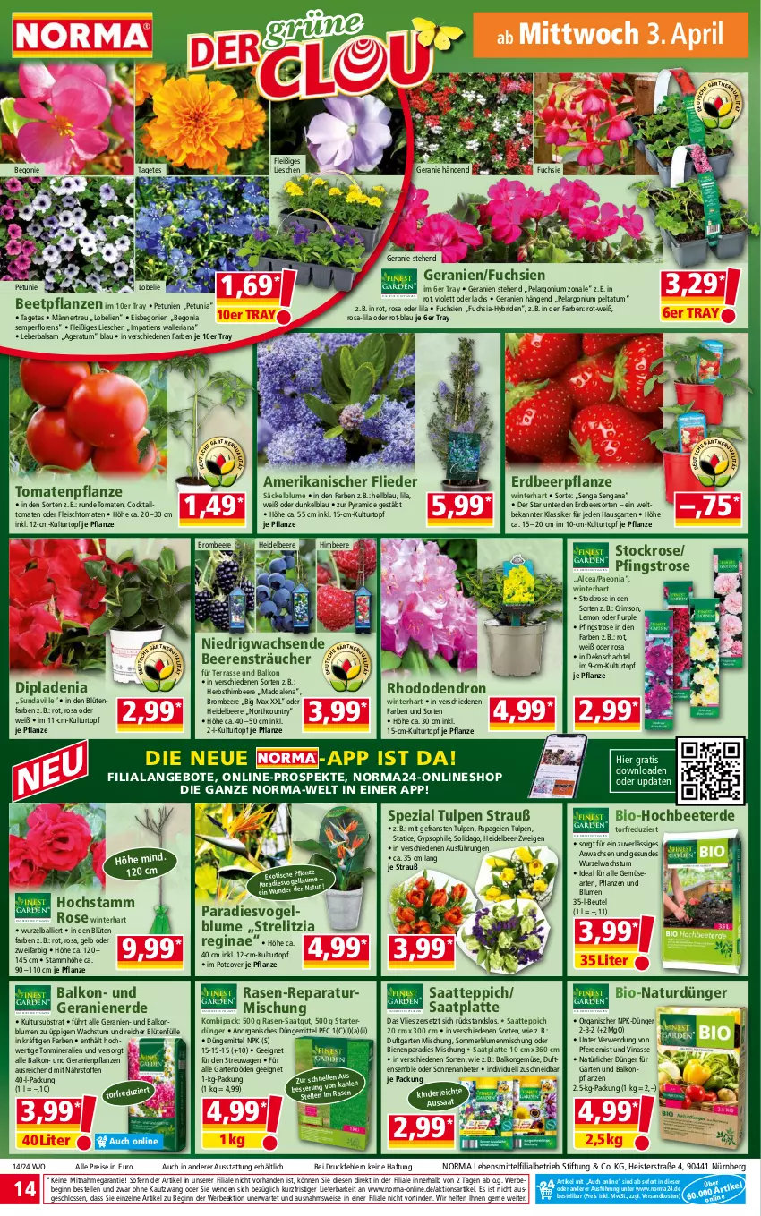 Aktueller Prospekt Norma - Norma - von 02.04 bis 09.04.2024 - strona 14 - produkty: angebot, angebote, balkonpflanzen, ball, balsam, Bebe, beere, beeren, beetpflanzen, Begonia, Begonie, beutel, bio, blume, blumen, Blüte, brombeere, cocktail, dip, dipladenia, dünger, eis, elle, Erdbeerpflanze, erde, fleisch, flieder, Garten, geranie, geranien, Geranienerde, gin, heidelbeere, himbeer, himbeere, Kinder, kulturtopf, lachs, latte, lebensmittel, Lobelie, natur, ndk, Pelargonium, petunie, petunien, pflanze, pflanzen, pril, rasen, reis, rel, Ria, rwe, Spezi, teppich, Ti, tisch, tomate, tomaten, topf