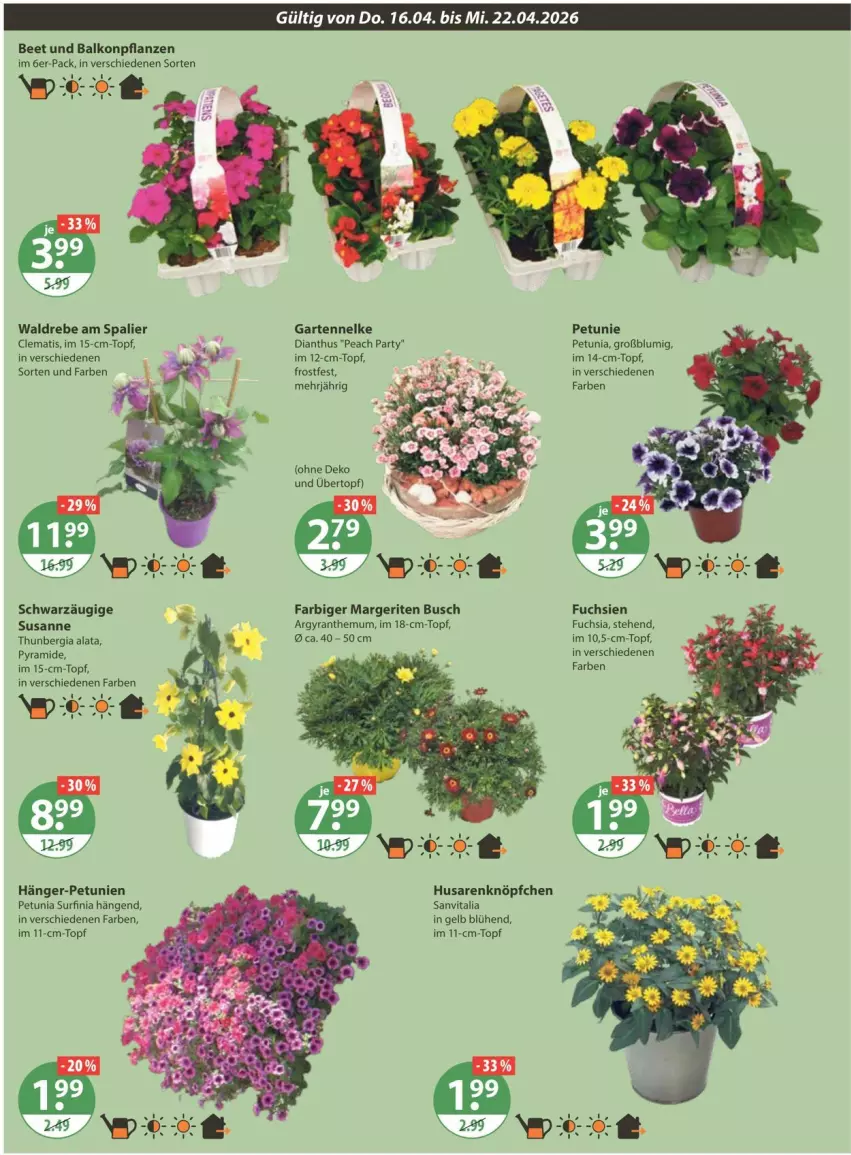 Aktueller Prospekt Vmarkt - Prospekte - von 16.04 bis 22.04.2026 - strona 22 - produkty: balkonpflanzen, Garten, gartennelke, petunie, petunien, pflanze, pflanzen, Surf, Ti, topf, übertopf, vita